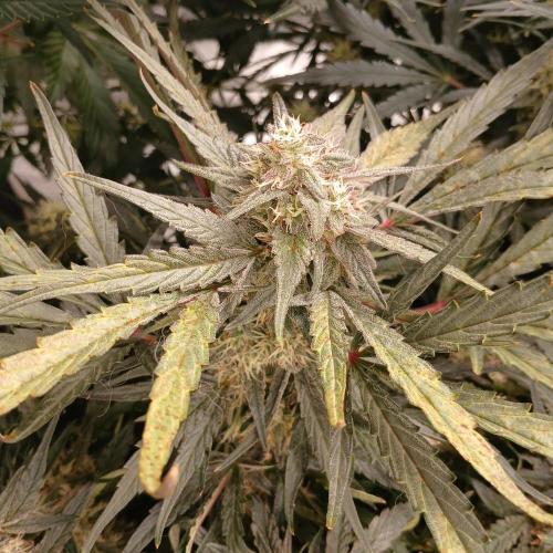 Mango Runtz. Week 8 - Day 53