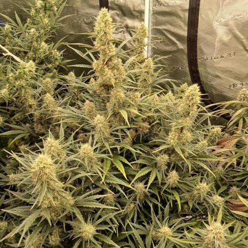Skywalker x Ripley OG - FREEBIES. Week 7 - Day 48