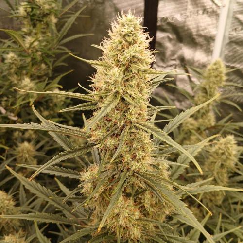 Skywalker x Ripley OG - FREEBIES. Week 7 - Day 48