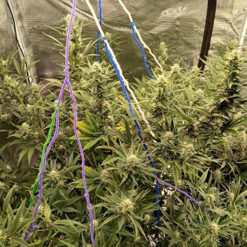 Forum Stomper x Grapewalker Kush-FREEBIE. Week 7 - Day 47
