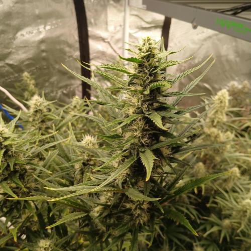 Forum Stomper x Grapewalker Kush-FREEBIE. Week 7 - Day 47
