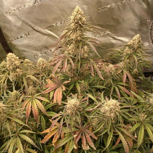 Beary Berry Punch. Week 8 - Day 52