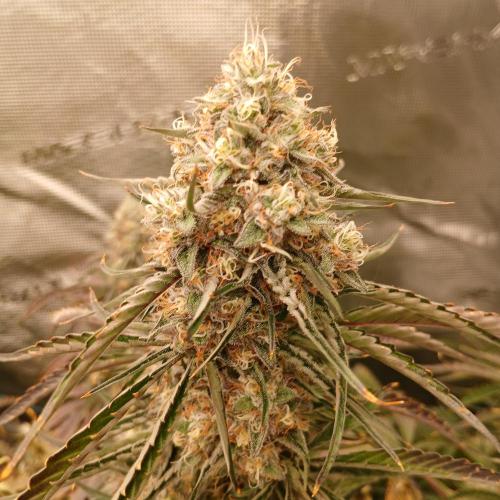 Beary Berry Punch. Week 8 - Day 52