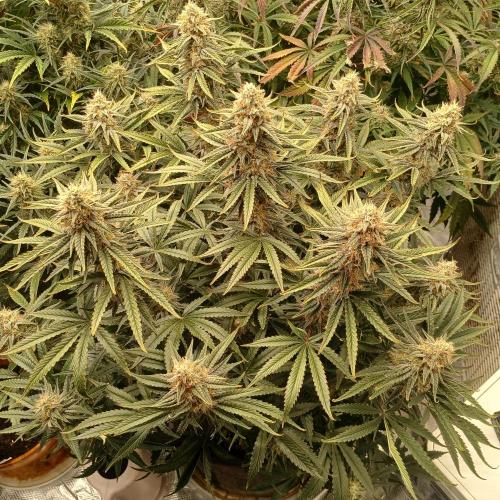 Dodgy Jammers. Week 9 - Day 63