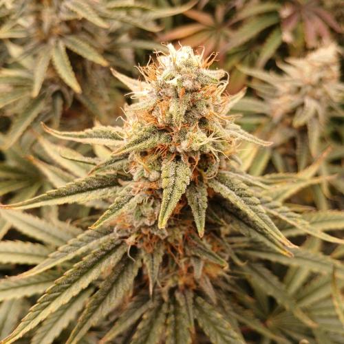 Dodgy Jammers. Week 9 - Day 63