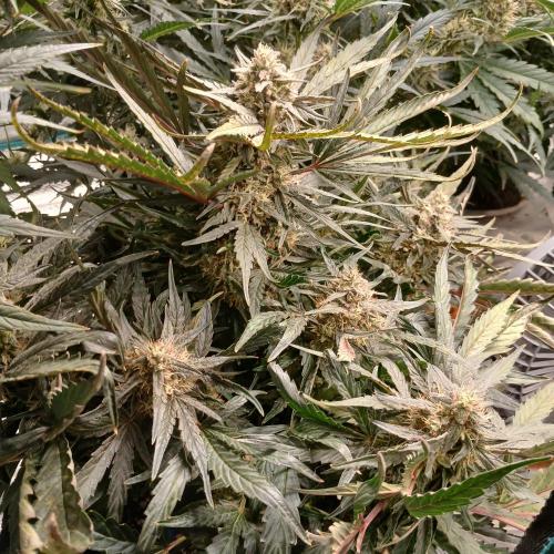 Mango Runtz. Week 8 - Day 54