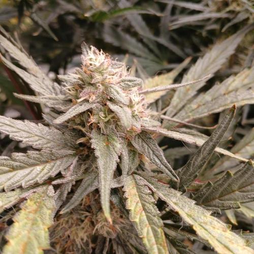 Mango Runtz. Week 8 - Day 54