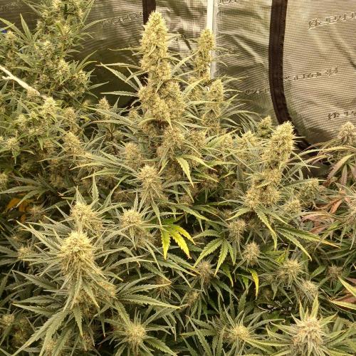 Skywalker x Ripley OG - FREEBIES. Week 7 - Day 49