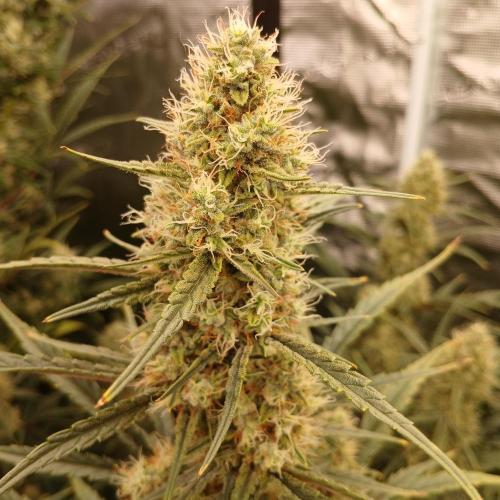 Skywalker x Ripley OG - FREEBIES. Week 7 - Day 49