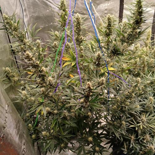 Forum Stomper x Grapewalker Kush-FREEBIE. Week 7 - Day 48