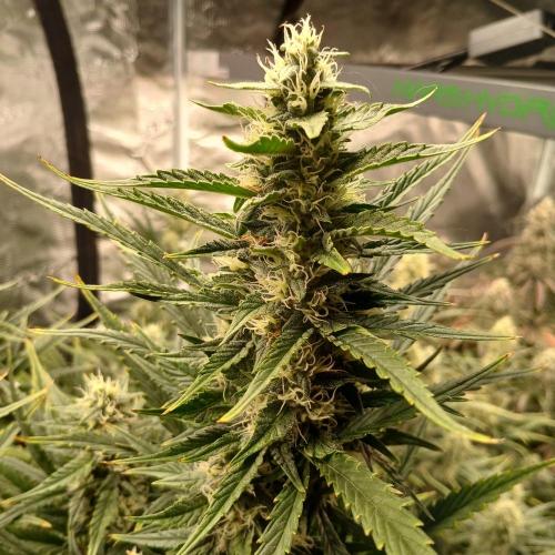 Forum Stomper x Grapewalker Kush-FREEBIE. Week 7 - Day 48