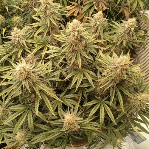 Dodgy Jammers. Week 10 - Day 64