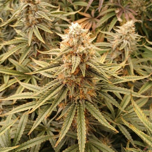 Dodgy Jammers. Week 10 - Day 64