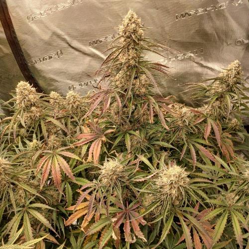 Beary Berry Punch. Week 8 - Day 53