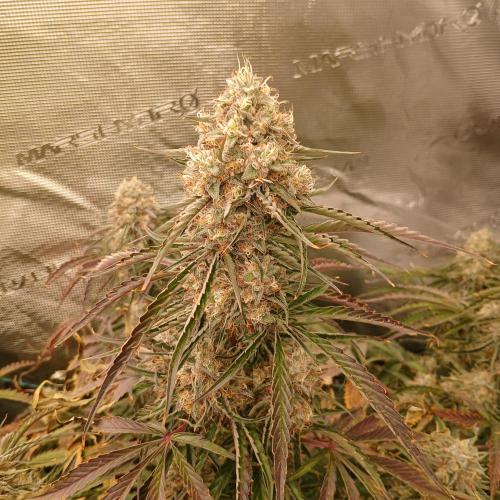 Beary Berry Punch. Week 8 - Day 53