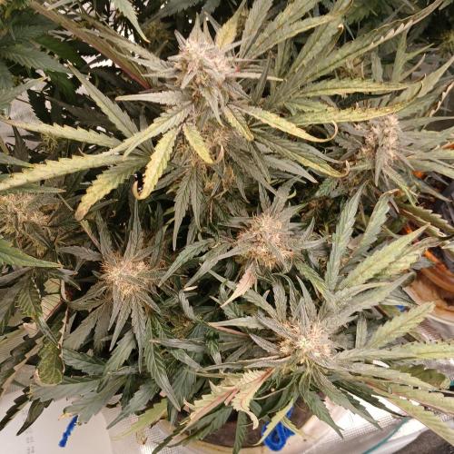 Mango Runtz. Week 8 - Day 55