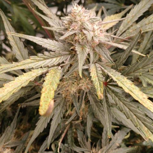 Mango Runtz. Week 8 - Day 55