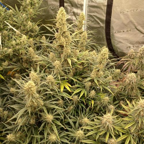 Skywalker x Ripley OG - FREEBIES. Week 8 - Day 50