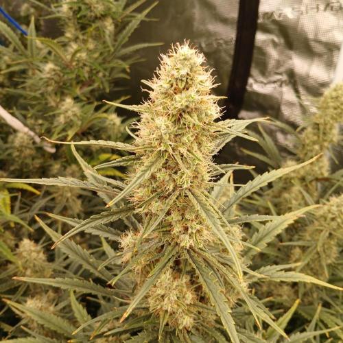 Skywalker x Ripley OG - FREEBIES. Week 8 - Day 50