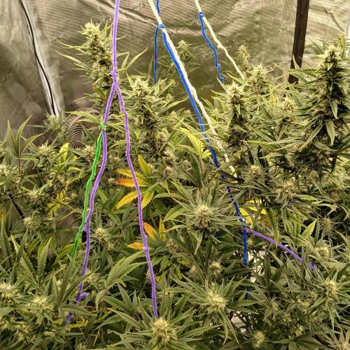 Forum Stomper x Grapewalker Kush-FREEBIE. Week 7 - Day 49