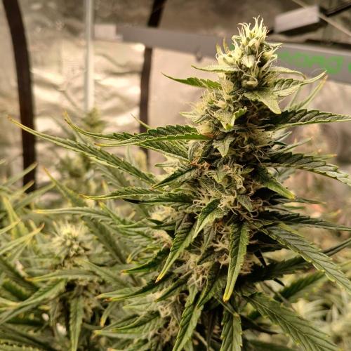 Forum Stomper x Grapewalker Kush-FREEBIE. Week 7 - Day 49