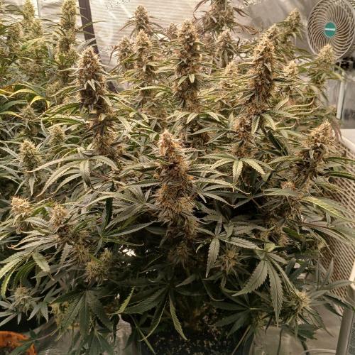 Dodgy Jammers. Week 10 - Day 65