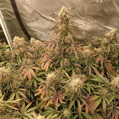 Beary Berry Punch. Week 8 - Day 54