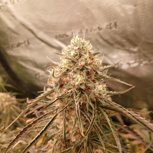 Beary Berry Punch. Week 8 - Day 54