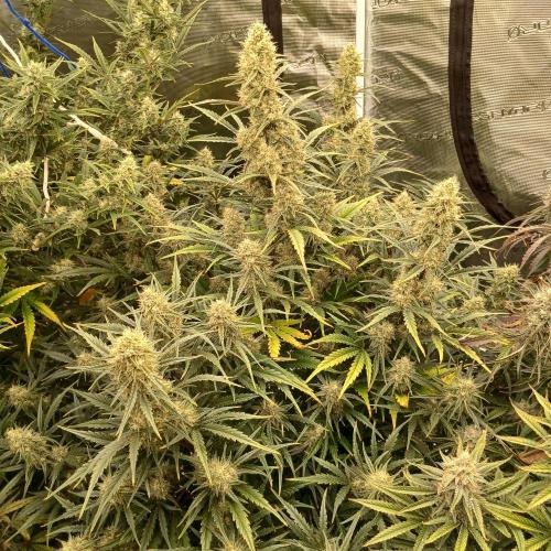 Skywalker x Ripley OG - FREEBIES. Week 8 - Day 51