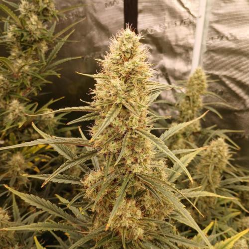 Skywalker x Ripley OG - FREEBIES. Week 8 - Day 51