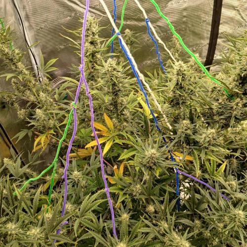 Forum Stomper x Grapewalker Kush-FREEBIE. Week 8 - Day 50