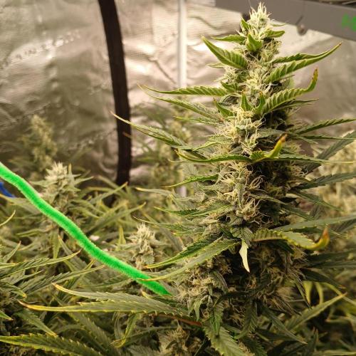 Forum Stomper x Grapewalker Kush-FREEBIE. Week 8 - Day 50