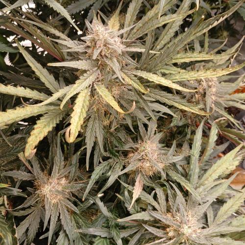 Mango Runtz. Week 8 - Day 56