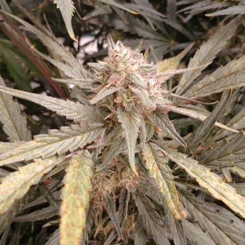 Mango Runtz. Week 8 - Day 56