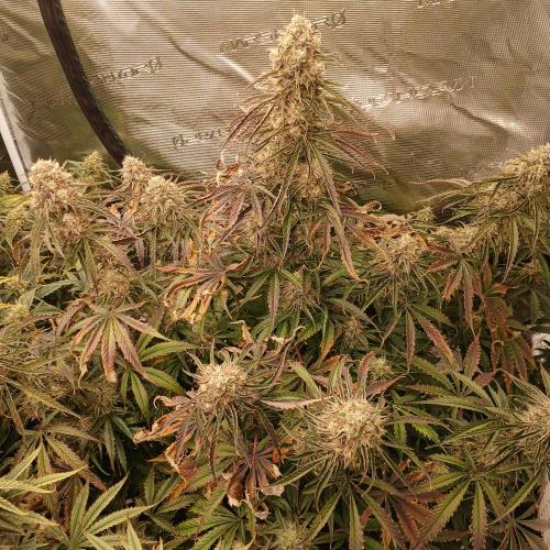 Beary Berry Punch. Week 8 - Day 55