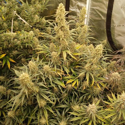 Skywalker x Ripley OG - FREEBIES. Week 8 - Day 52