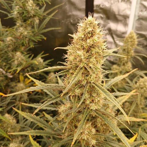 Skywalker x Ripley OG - FREEBIES. Week 8 - Day 52