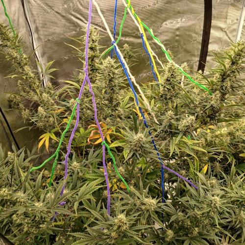 Forum Stomper x Grapewalker Kush-FREEBIE. Week 8 - Day 51