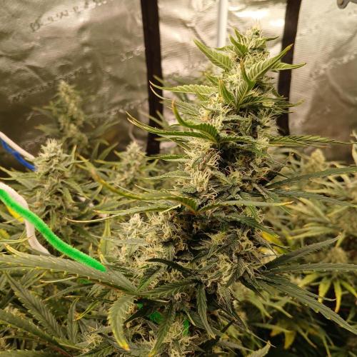 Forum Stomper x Grapewalker Kush-FREEBIE. Week 8 - Day 51