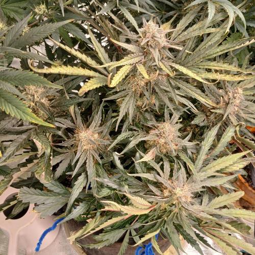 Mango Runtz. Week 9 - Day 57