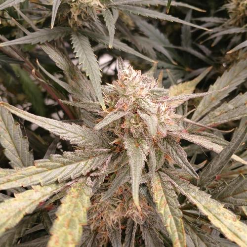 Mango Runtz. Week 9 - Day 57