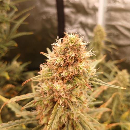 Skywalker x Ripley OG - FREEBIES. Week 9