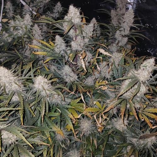 Skywalker x Ripley . Week 9