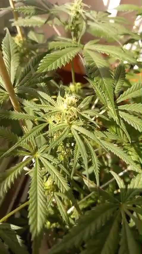 Moby Dick Indoor Closet ( First time grow)