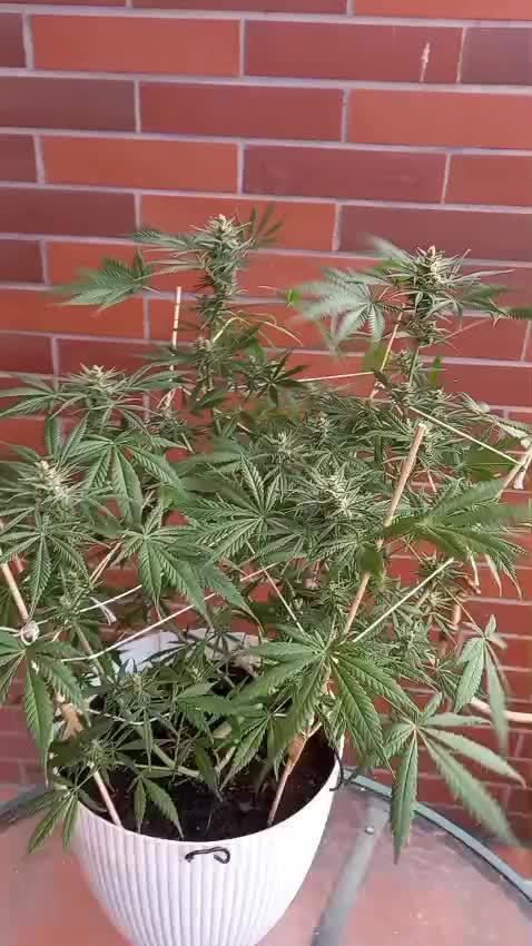 Moby Dick Indoor Closet ( First time grow)