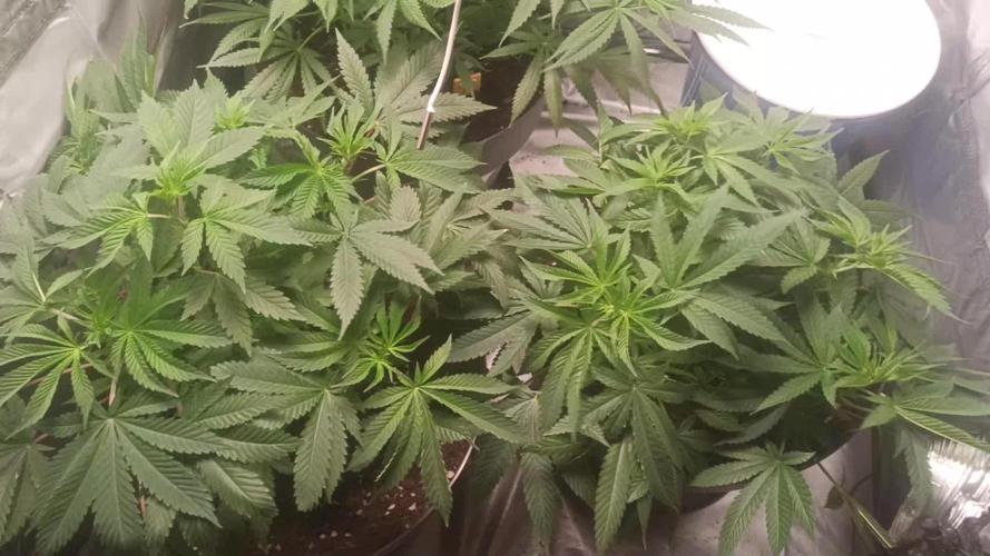 Primer cultivo con led y poda apical