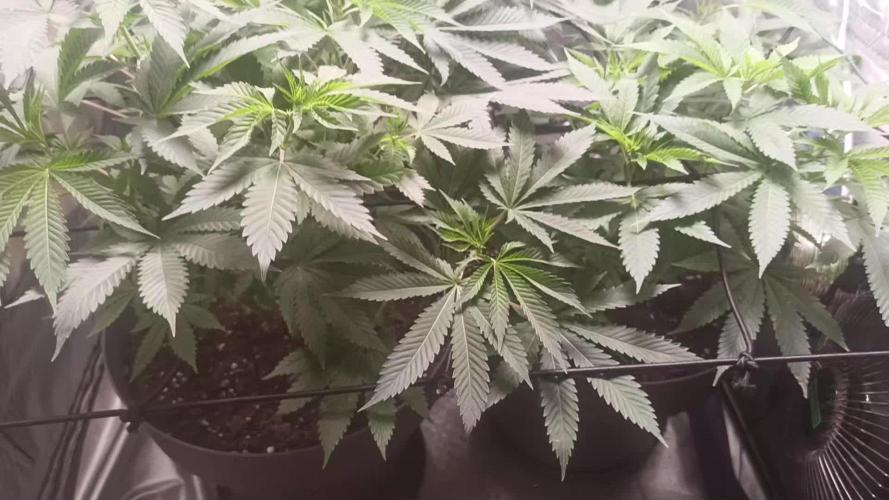 Primer cultivo con led y poda apical