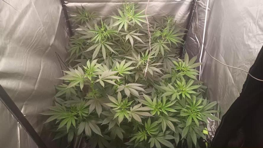 Primer cultivo con led y poda apical