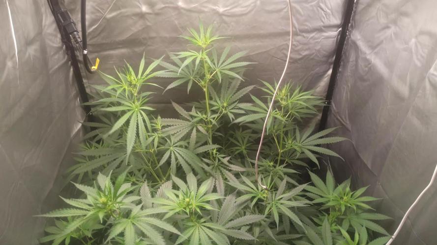 Primer cultivo con led y poda apical