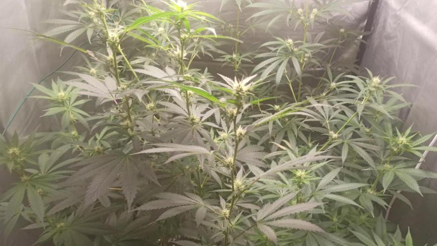 Primer cultivo con led y poda apical